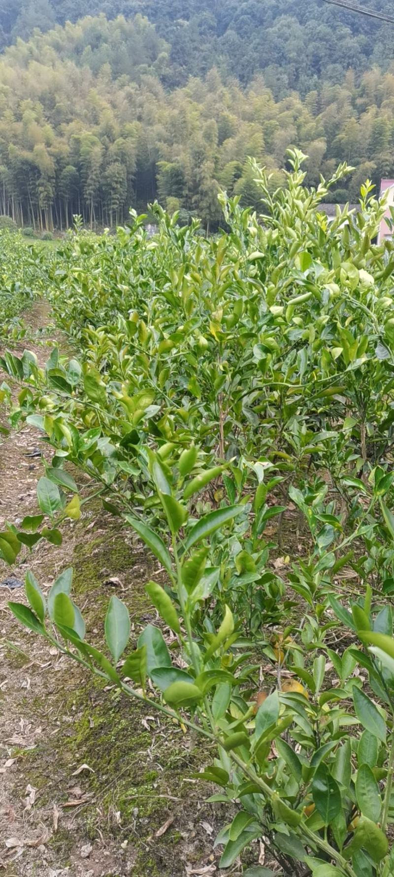 紫叶李,一种美丽但未必可食用的观赏植物